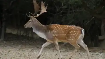 Somoskoi Vadaspark 1