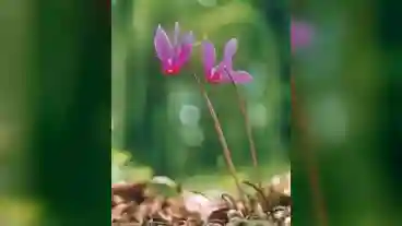 Sopron Ciklamen Tanosveny