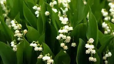 Sopron Gyongyvirad Tanosveny