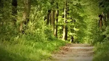 Sopron Varisi Setaut Tanosveny