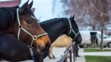 Soskuti Lovas Es Elmenypark 1