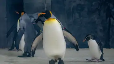 Megnyílt a Jégvilág Nyíregyházán