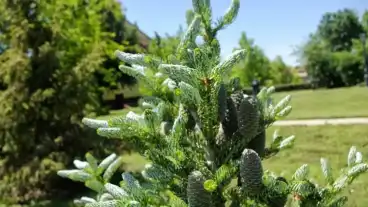 Szabadegyhaza Arboretum