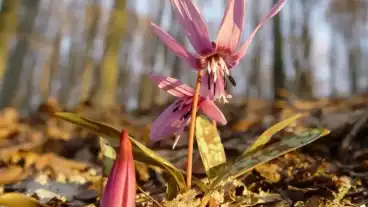 Szakonyfalu Nyugati Pont Tanosveny