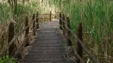 Szarvas Erzsebet Ligeti Tanosveny