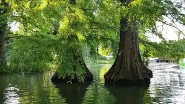 Szarvas Mocsari Ciprus 2