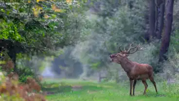 Szarvasbőgés-túrák Gemencen