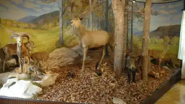 Szilvasvarad Erdeszeti Muzeum 1