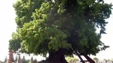 Szokedencs 700 Eves Harsfa 1