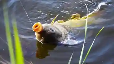 Szolnok Alcsi Holt Tisza