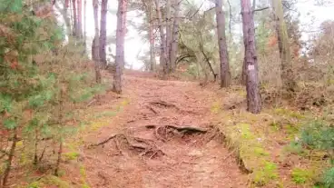 Taborfalva Betyardombi Tanosveny