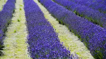 Tahitotfalu Varazskert Levendula 1