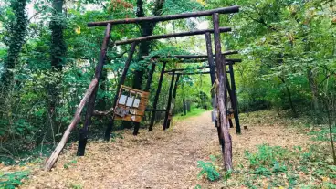 Tamasi Fenyves Tanosveny 03