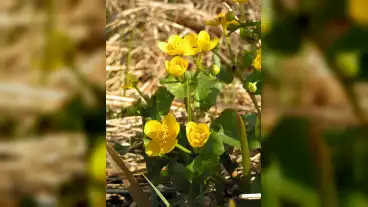 Tapiosag Golyahir Tanosveny 1