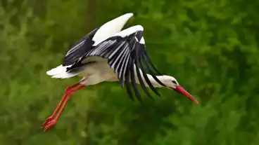 Tapioszele Feher Golya Tanosveny