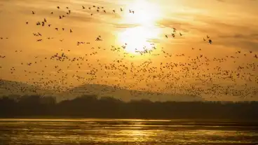 Tata Vadlud Sokadalom