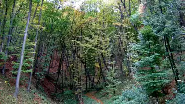 Tatabanya Maria Szakadek