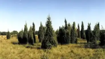 Tatarszentgyorgy Osborokas