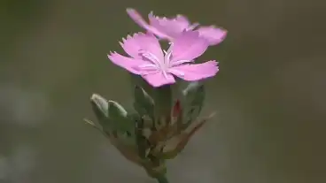 Tazlar Tartos Szegfu Tanosveny 1