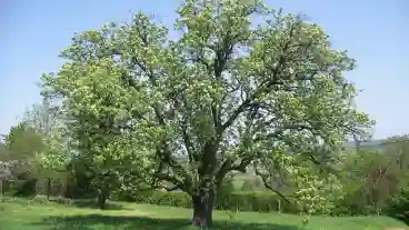 Teleki 300 Eves Berkenye