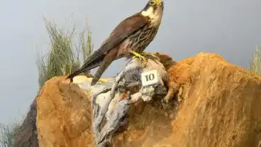 Tiszafoldvar Tiszazug Muzeum 1