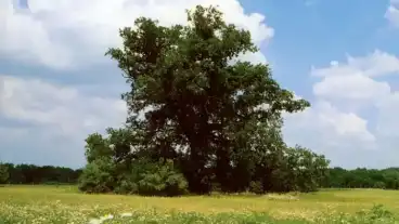 Tiszaigar Matyas Kiraly Faja