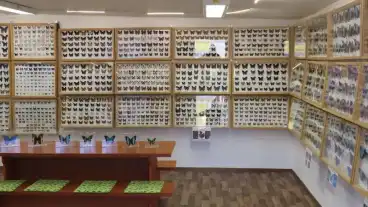 Tokaj Lepke Es Asvanykiallitas 1