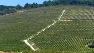 Tokaj Szolo Tanosveny 1