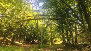 Tordas Lombkorona Setany 01