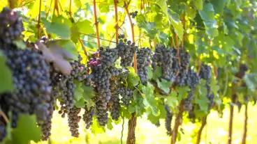 Totszentmarton Kalman Hegyi Pincesor