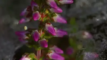 Uzsa Csarabos Tanosveny