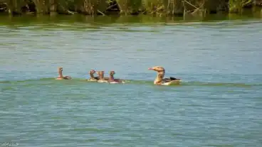 Varpalota Inota 30 Horgaszto