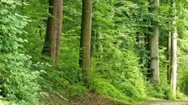 Vigantpetend Oreg Bukk Tanosveny