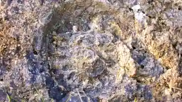 Villany Ammonitesz Tanosveny