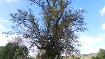 Vindornyaszolos Egigero Fa 1