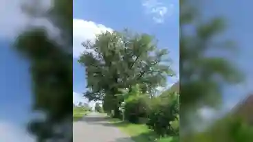 Zakanyszek Kocsanyos Tolgy