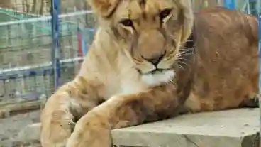 Zalaegerszeg Allatkert 1