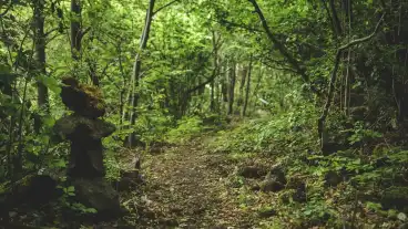 Zalahalap Halap Tanosveny