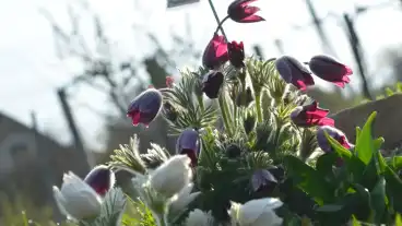 Zanka Gyogynoveny Volgy 1